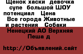 Щенок хаски, девочка супе, большой ШОУ потенциал › Цена ­ 50 000 - Все города Животные и растения » Собаки   . Ненецкий АО,Верхняя Пеша д.